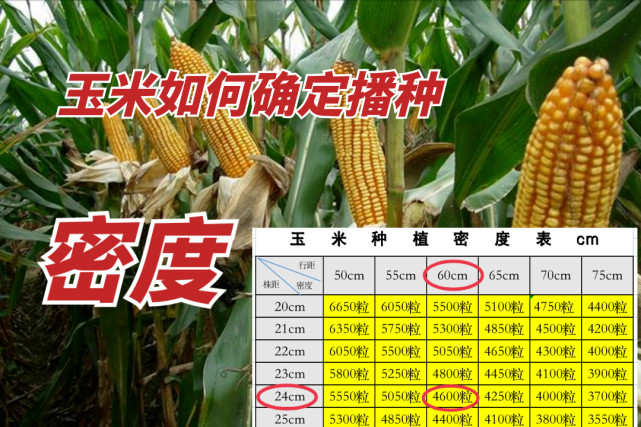 1667437124105357.jpg 株距對照表.jpg
